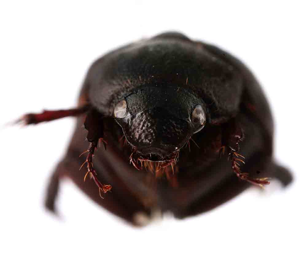  p>东方绢金龟,是一种 a>鳃金龟科 /a>昆虫.