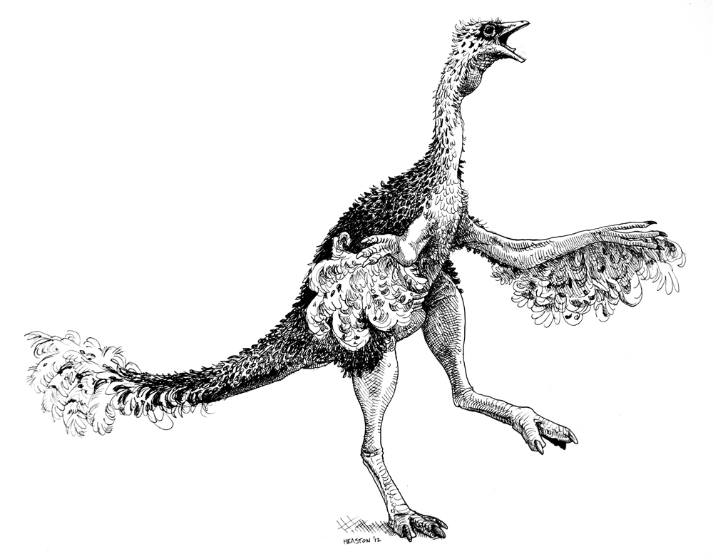  p>似鸟龙是白垩纪晚期的一种兽脚类恐龙,它们主要生活在美国,加拿大