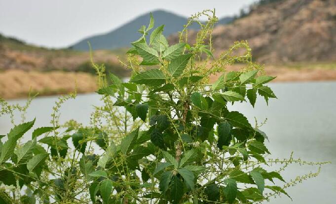 是苦木科鸦胆子属植物.灌木或小乔木;嫩枝,叶柄和花序均被黄色柔毛.