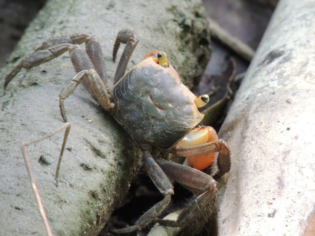  p> a target="_blank" href="/item/红螯螳臂蟹/5181107" data-lemma