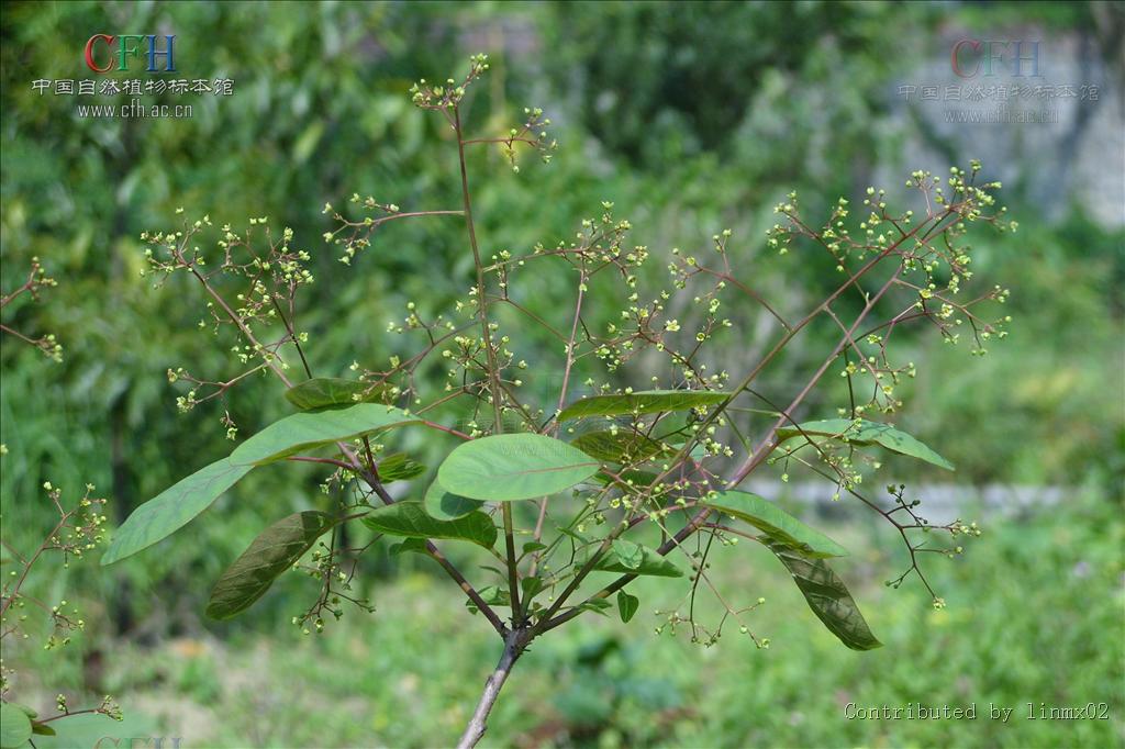  p data-id="gn80chfp5p">毛叶黄栌,又名岩棕树,卷子树,植物界黄栌树