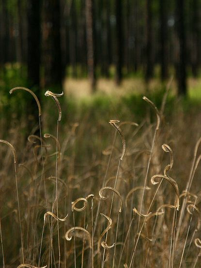  p>丁香栉草(学名:ctenium aromaticum)是 a href="#" data-lemmaid="