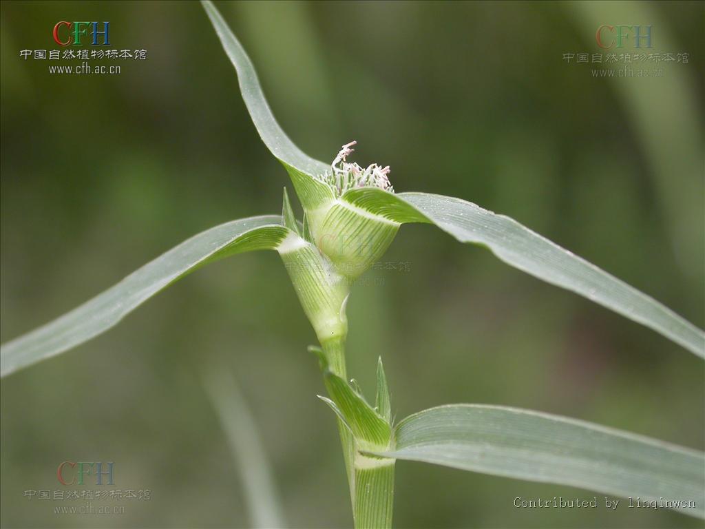 隐花草属, a target="_blank" href="/item/禾本科/2458872" data