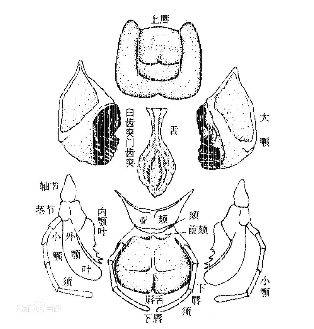 cadzqho">基节腺是 a target="_blank" href="/item/节肢动物">节肢