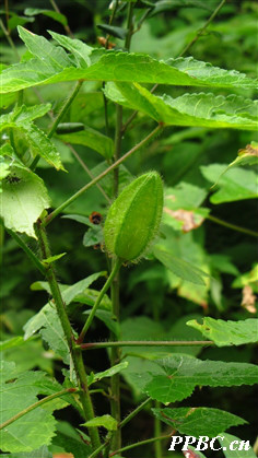  p> a data-lemmaid="892053">黄葵 /a>,别名:山油麻,野油麻,野棉花