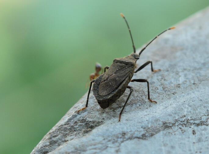 蝽类昆虫