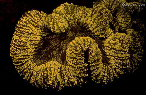 具有钙质骨骼的 a href="#" data-lemmaid="1656626">六射珊瑚 /a>