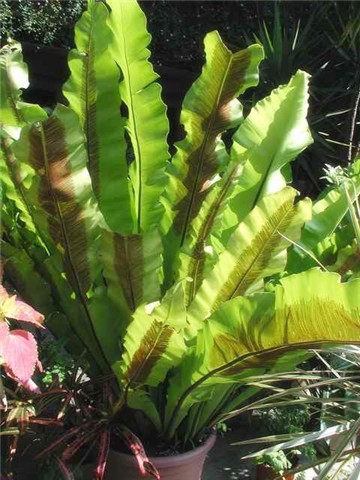  p>连珠蕨, a href="#" data-lemmaid="7564145