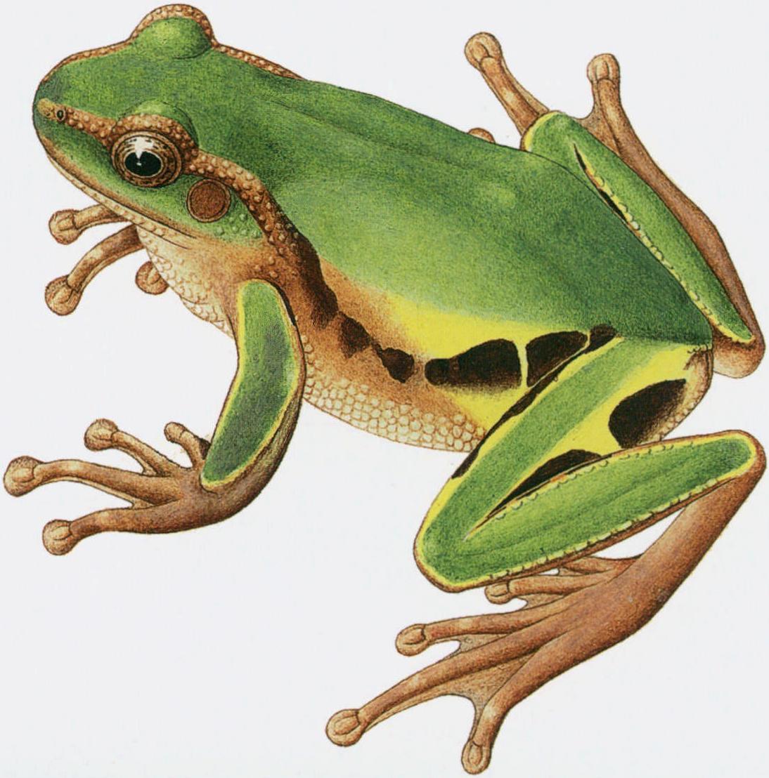 华西雨蛙川西亚种