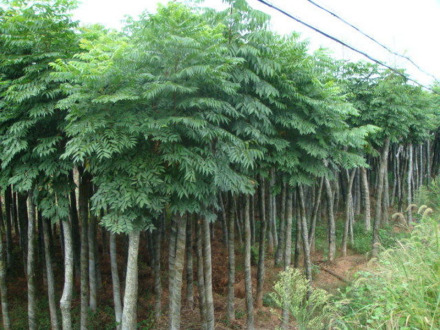 栾树六星黑点豹蠹蛾