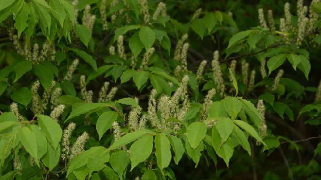  p>橉木,是 a data-lemmaid="1349839">稠李属