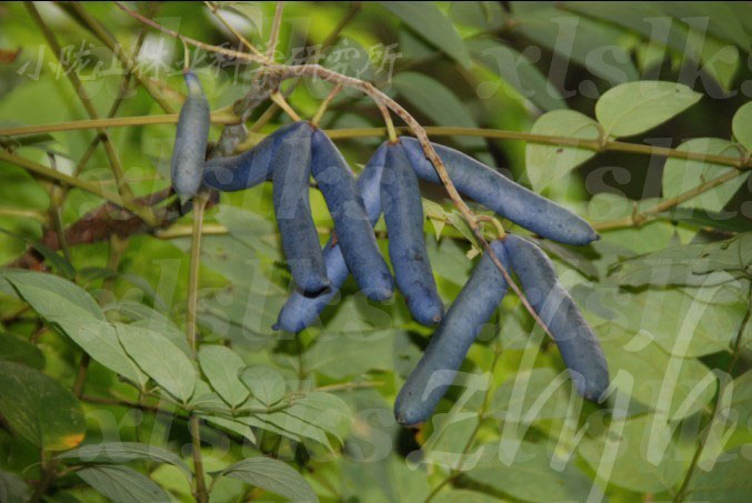  p>木通科是双子叶植物纲原始花被亚纲的1科.