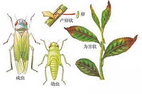  p>桃叶蝉分类上为害桃树的叶蝉,国内已知有一点斑叶蝉,大青叶蝉,小绿