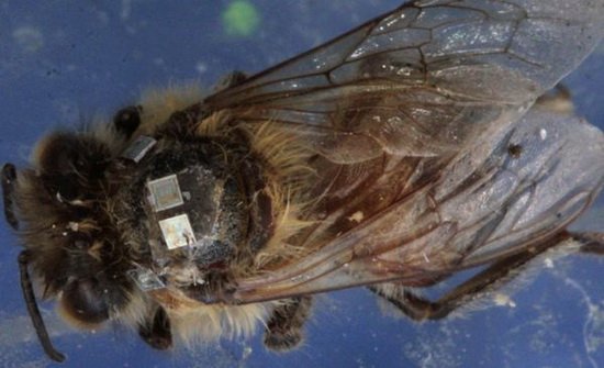  p>僵尸蜜蜂是指蜜蜂遭一种寄 a href="#">生蝇 /a>感染后,变得行为