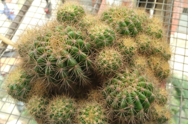  p> a target="_blank" href="/item/仙人球/1470803" data-lemmaid="