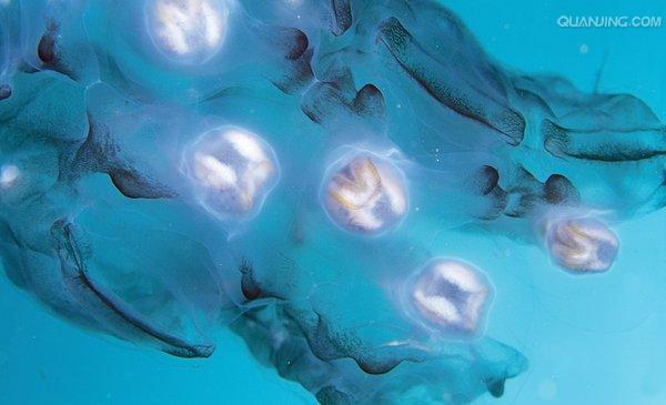  p>樽海鞘[zūn hǎi qiào],英文名salpa,以水中的 a target="_blank