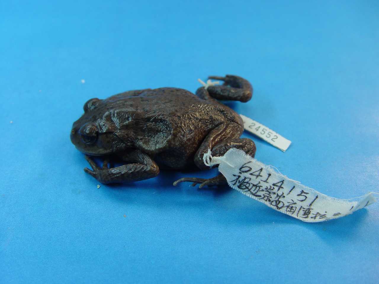 vibrissaphora liui pope