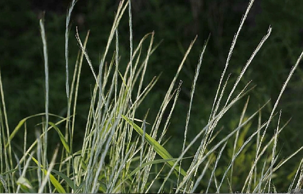 nevski )是禾本科,鹅观草属多年生 a target="_blank" href="/item