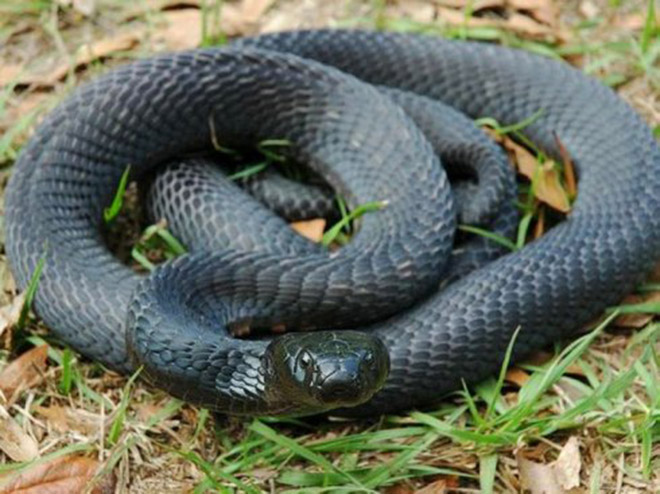  p>黑颈喷毒眼镜蛇  属分布于非洲的中大型蛇类 /p>