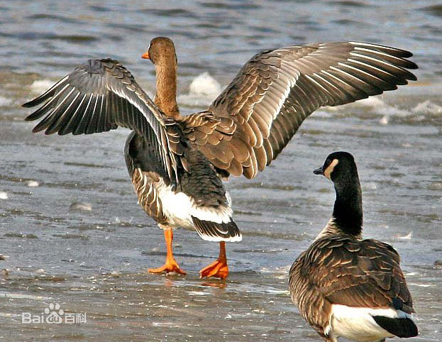 greater white-fronted goose