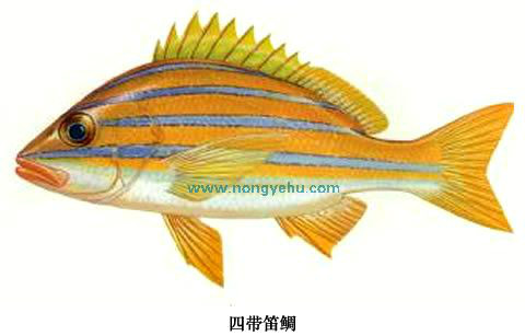 四带笛鲷