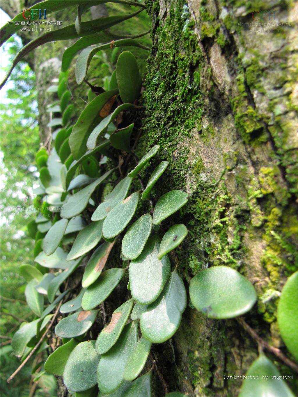 drymoglossum c. presl