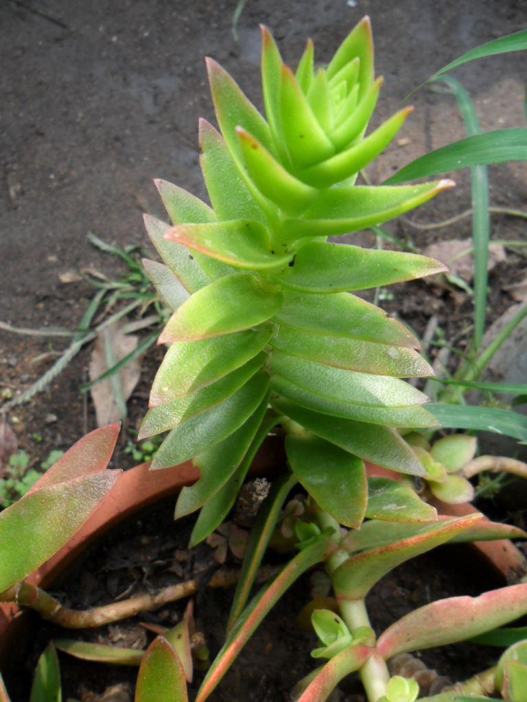  p>半球星乙女( i>crassula rupestris /i> ssp.