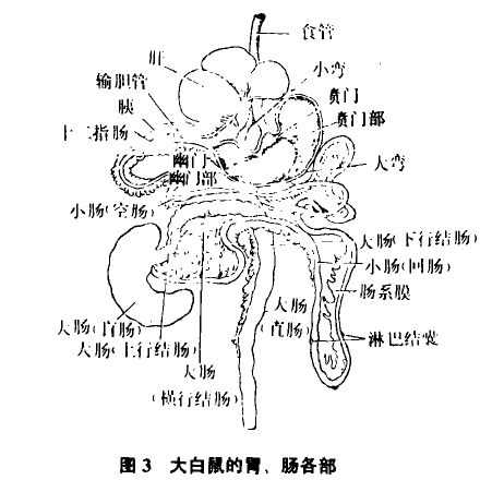 大鼠