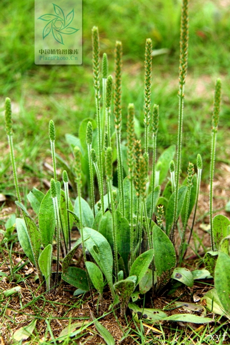  p>北美车前(学名: i>plantago virginica /i>  l.