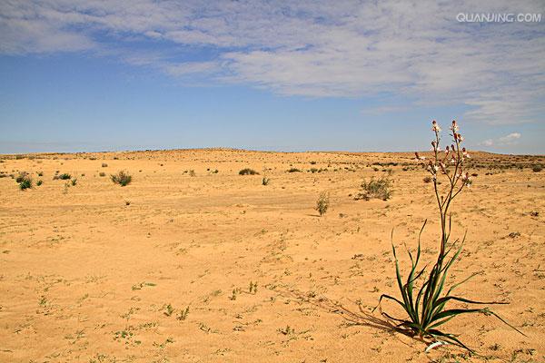  p>内盖夫沙漠(the negev desert) 横亘于以色列南方的 a href="#"