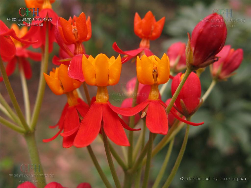  p>马利筋属(学名:asclepias linn.