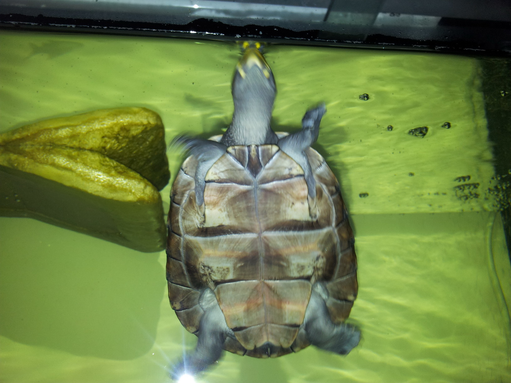 成年个体重约1千克,属中型龟类.