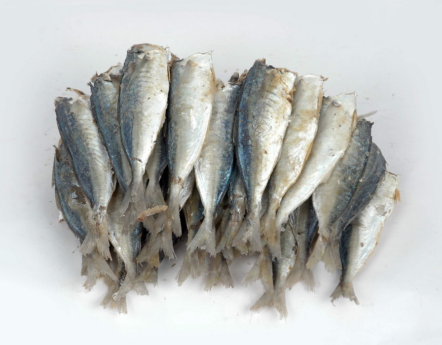 鳀鱼