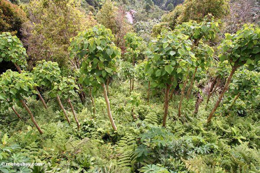  p data-id="gnx1k5jhc6">柚木树又称胭脂树,紫柚木,血树,脂树,紫油木