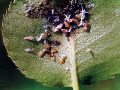  p>中国梨木虱(psyllachinensis)是 a href="#" data-lemmaid="