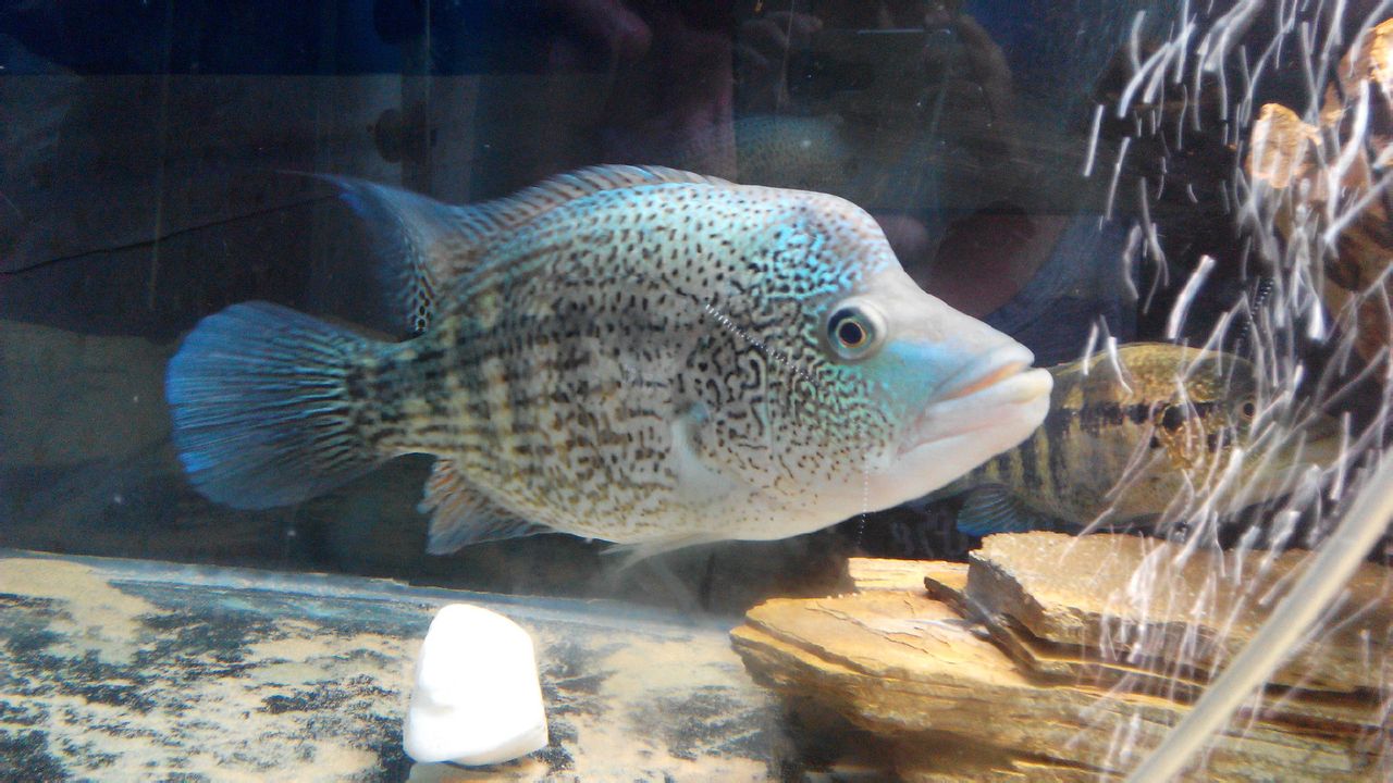  p>又名:狼鲷(wolf cichlid)别名:杜威豹(澳门名)学名:parachromis do