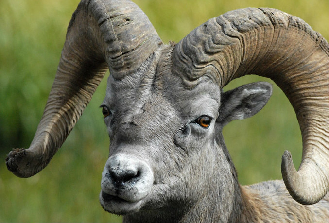  p>落基山大角羊(学名: i>ovis canadensis canadensis /i>):是大角羊