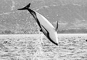  p>巨海豚(macrodelphinus)是虎鲸般大小的剑吻古豚亲属.