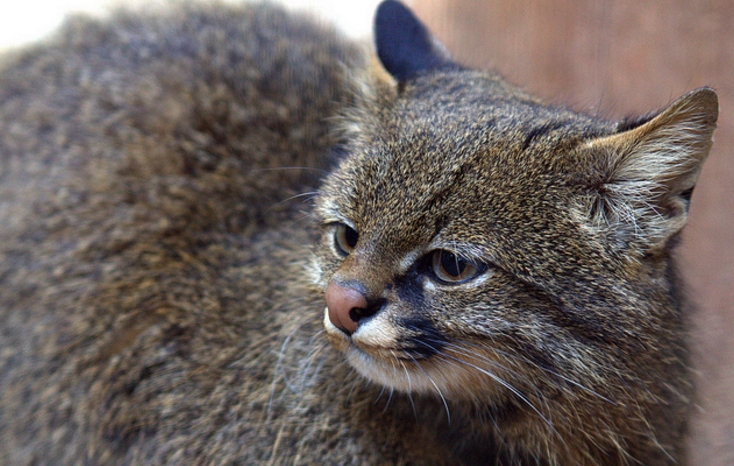  p>南美草原虎猫(学名: i>leopardus colocolo /i>):共有8个 a href="