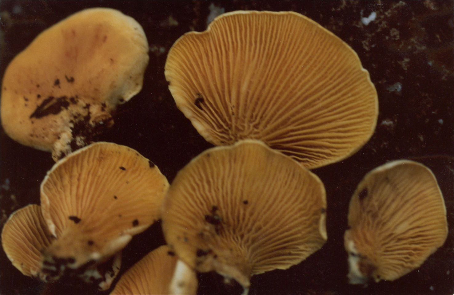  p>肝褐丝盖伞, a href="#">丝膜菌科 /a>,丝盖伞属. /p>