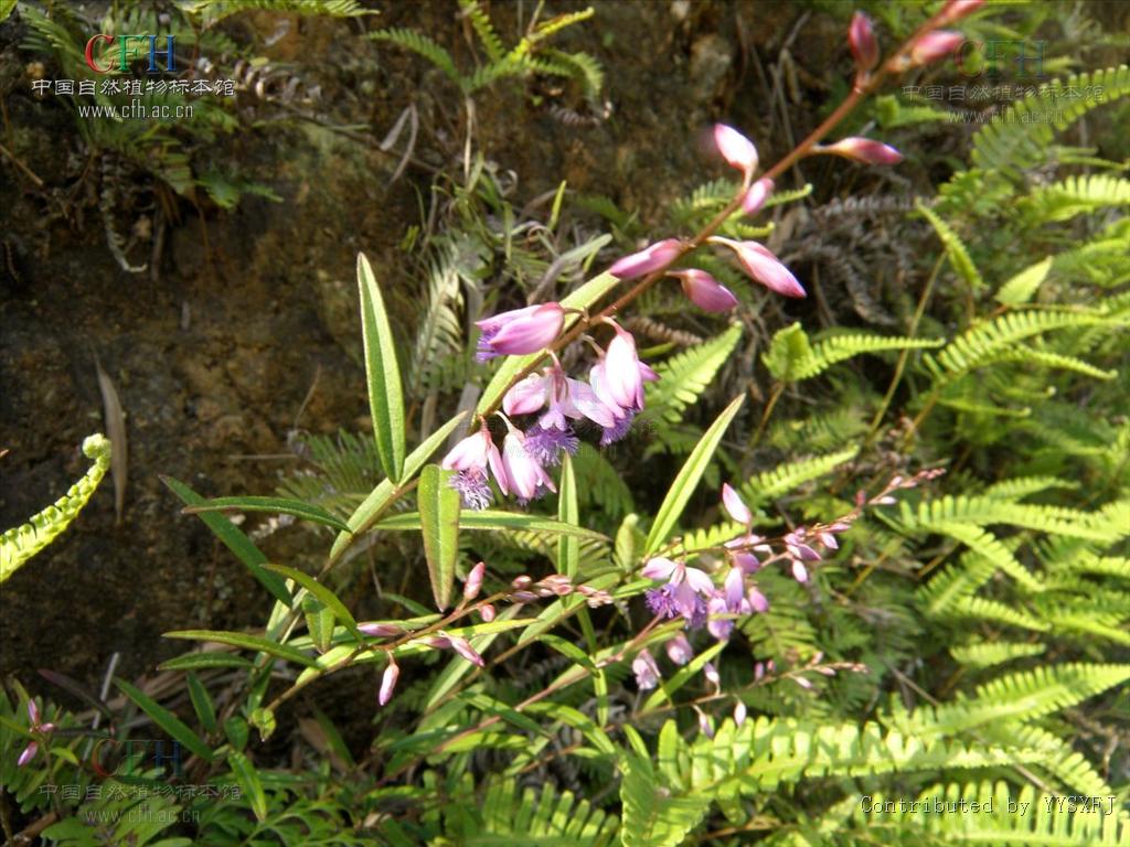  p>远志科(polygalaceae),是 a href="#" data-lemmaid="229000">被子