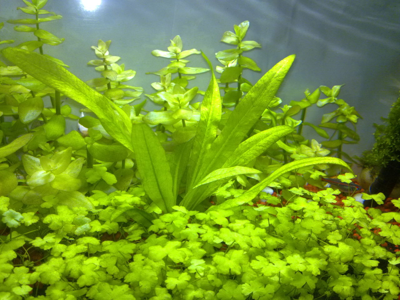  p>小型 a target="_blank" href="/item/水草/149202" data-lemmaid=