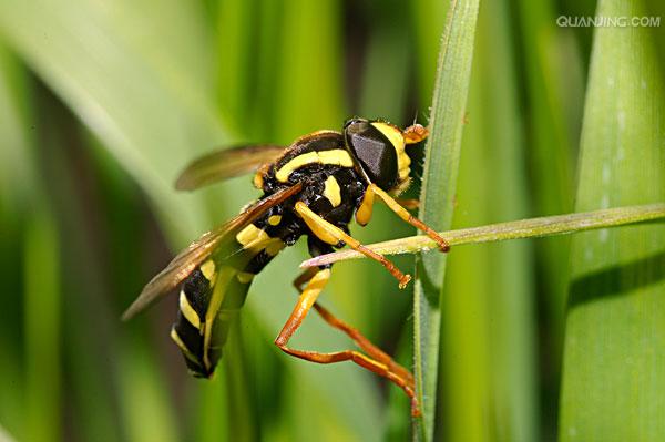食蚜蝇