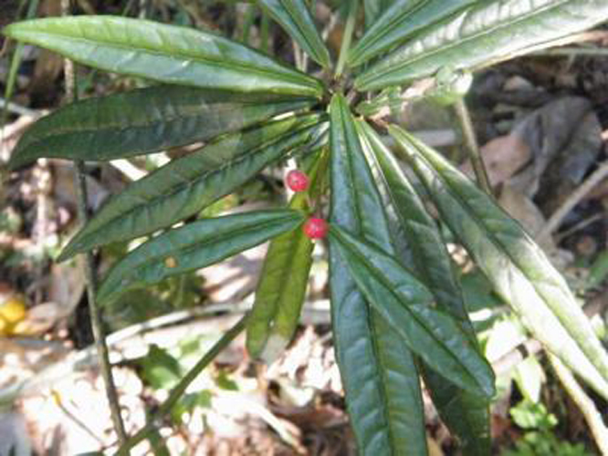  p>细罗伞,小 a href="#">灌木 /a>,高达35厘米,有时具 a href="#"