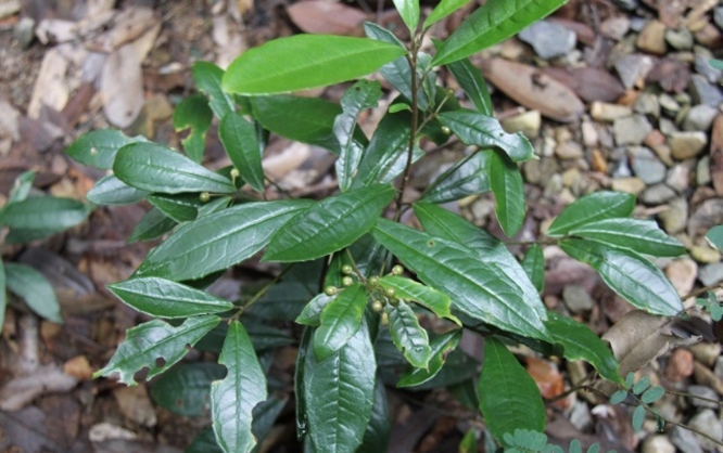  p>细罗伞,小 a href="#">灌木 /a>,高达35厘米,有时具 a href="#"