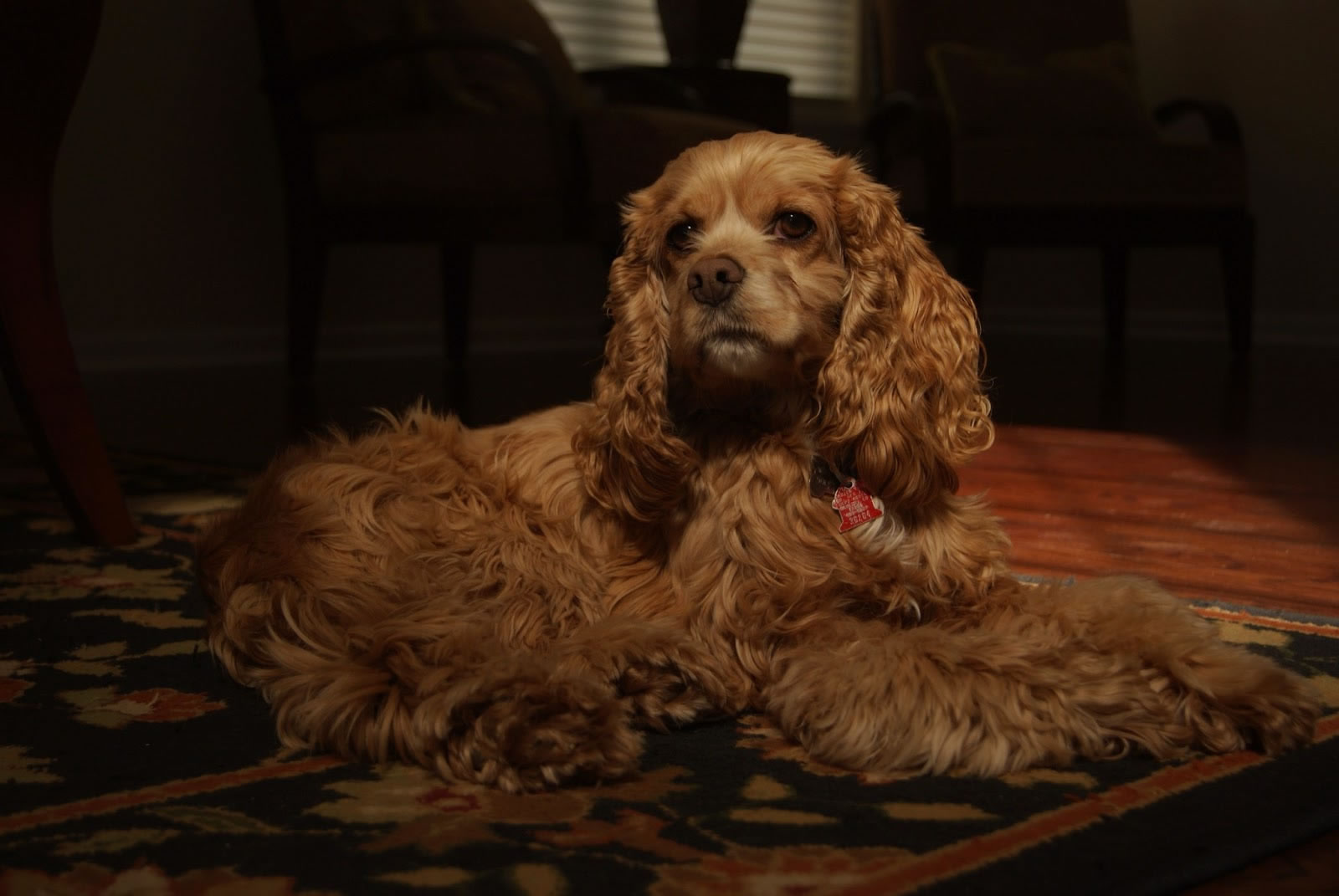 1,英国可卡犬有很多种杂色可以是整洁的斑纹斑点或花斑色,白色为主