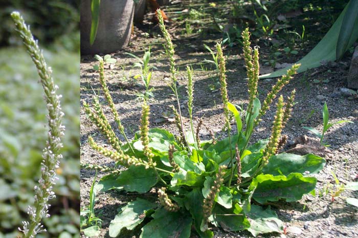  p>海滨车前(学名: i>plantago camtschatica  /i> link.