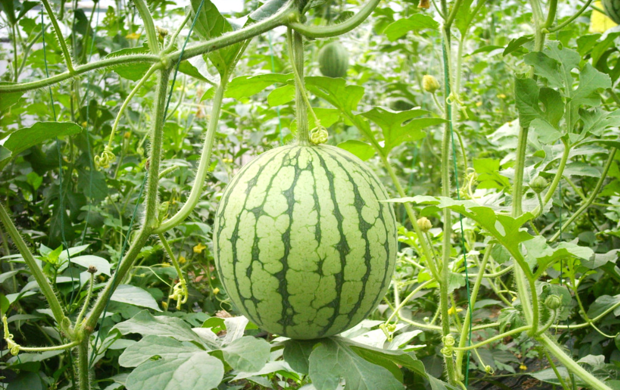 将瓜洗净,用刨刀将表皮青色含有蜡质的青皮层刨下,晒干,即为西瓜翠衣