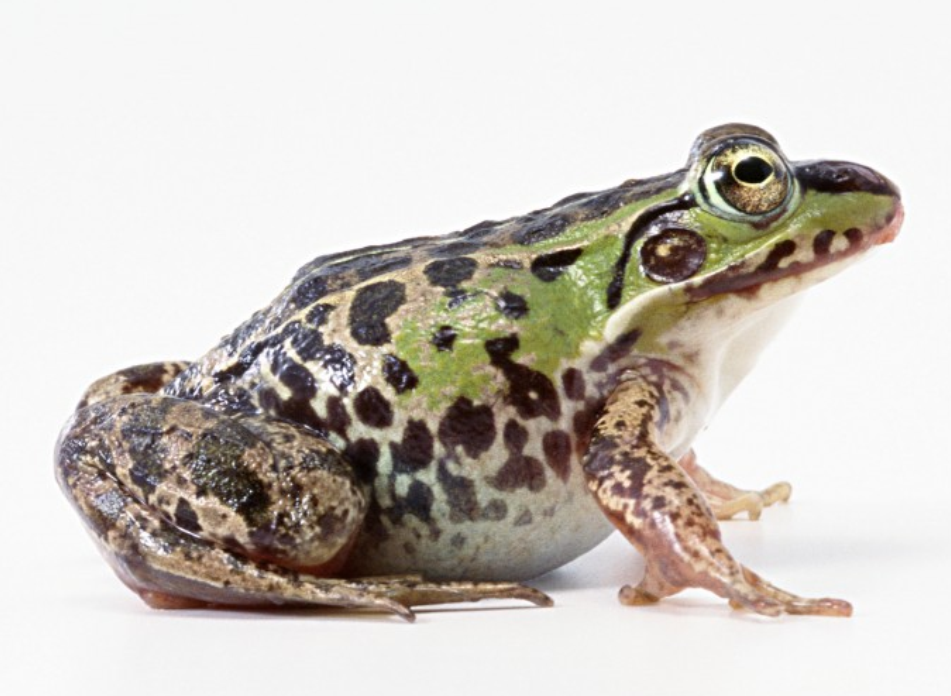  p>美国青蛙(rana grylio),又名沼泽绿牛蛙, a href="#" data-lemmaid