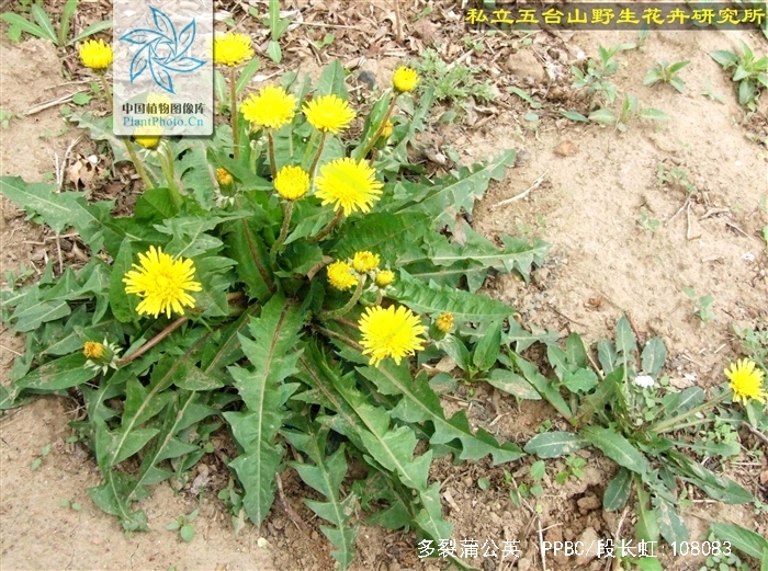  p>多裂蒲公英(学名: i>taraxacum dissectum /i> (ledeb.) ledeb.